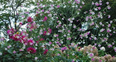 Jak používat vonný tabák proti mandelince bramborové